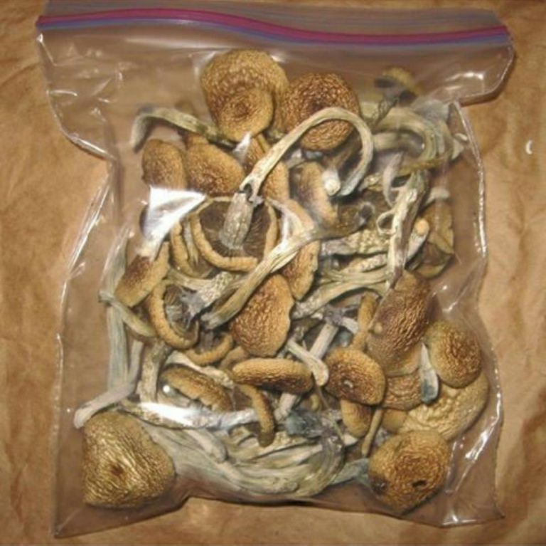 buy golden teacher mushroom Australia golden teacher for sale NSW Qld Victoria Tasmania, Melbourne, Mushroom local supplier Sydney, Brisbane Adelaide Perth